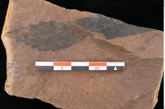 Foto (Detailsansicht) von Planera ungeri Ettingshausen (NHMW-GEO-2024-0188-0996)